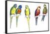 Birds: Psittaciformes-null-Framed Stretched Canvas