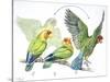 Birds: Psittaciformes-null-Stretched Canvas