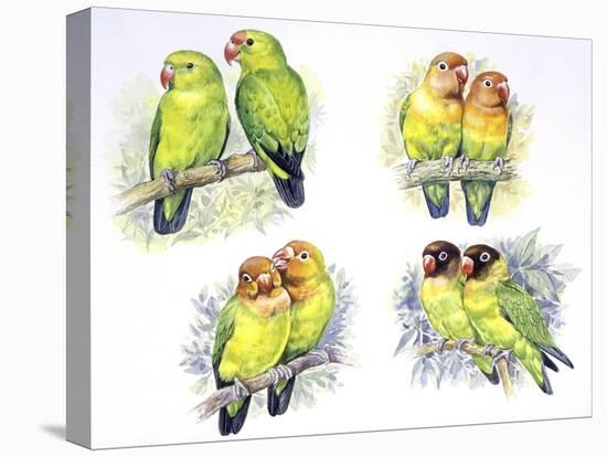 Birds: Psittaciformes-null-Stretched Canvas