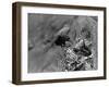 Birds, Raven-null-Framed Photographic Print