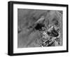 Birds, Raven-null-Framed Photographic Print