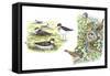 Birds: Red-Necked Phalarope (Charadriiformes-null-Framed Stretched Canvas