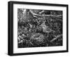 Birds, Redwing-C.P. Rose-Framed Photographic Print