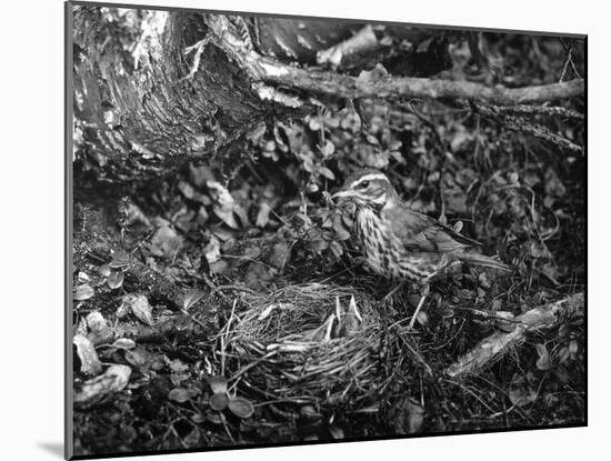 Birds, Redwing-C.P. Rose-Mounted Photographic Print