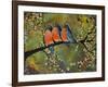 Birds Robins Family Portrait-Blenda Tyvoll-Framed Art Print