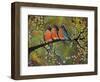 Birds Robins Family Portrait-Blenda Tyvoll-Framed Art Print