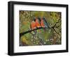 Birds Robins Family Portrait-Blenda Tyvoll-Framed Art Print