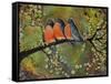 Birds Robins Family Portrait-Blenda Tyvoll-Framed Stretched Canvas