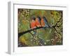 Birds Robins Family Portrait-Blenda Tyvoll-Framed Art Print