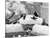 Birds Rummaging for Food in a Plant Pot Coverd in Snow, Shoreham, Kent-null-Stretched Canvas