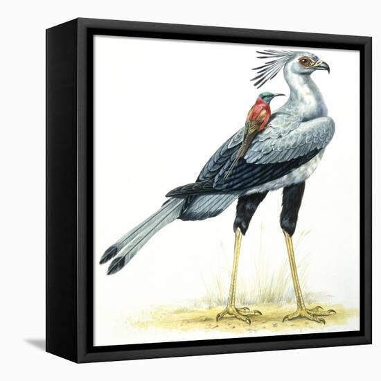 Birds: Secretary Bird-null-Framed Stretched Canvas