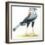Birds: Secretary Bird-null-Framed Premium Giclee Print