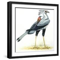 Birds: Secretary Bird-null-Framed Premium Giclee Print