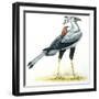 Birds: Secretary Bird-null-Framed Premium Giclee Print