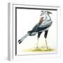 Birds: Secretary Bird-null-Framed Premium Giclee Print