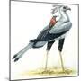 Birds: Secretary Bird-null-Mounted Premium Giclee Print