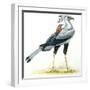 Birds: Secretary Bird-null-Framed Giclee Print