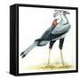 Birds: Secretary Bird-null-Framed Stretched Canvas