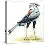 Birds: Secretary Bird-null-Stretched Canvas