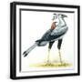 Black Frame