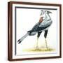 Brown Frame