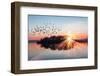 Birds Silhouettes Flying above the Lake against Sunset, Birecik-Sanliurfa Turkey-muratart-Framed Photographic Print