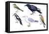Birds: Skylark (Passeriformes-null-Framed Stretched Canvas