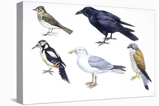 Birds: Skylark (Passeriformes-null-Stretched Canvas