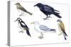 Birds: Skylark (Passeriformes-null-Stretched Canvas