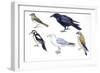 Birds: Skylark (Passeriformes-null-Framed Giclee Print