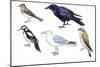 Birds: Skylark (Passeriformes-null-Mounted Giclee Print