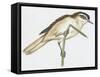 Birds: Small Bird Perching on Twig-null-Framed Stretched Canvas