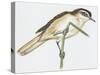 Birds: Small Bird Perching on Twig-null-Stretched Canvas