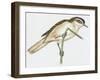 Birds: Small Bird Perching on Twig-null-Framed Giclee Print