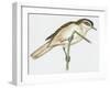 Birds: Small Bird Perching on Twig-null-Framed Giclee Print