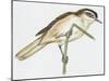 Birds: Small Bird Perching on Twig-null-Mounted Giclee Print