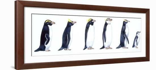 Birds: Sphenisciformes-null-Framed Giclee Print