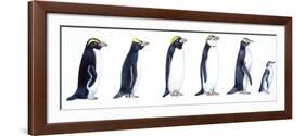 Birds: Sphenisciformes-null-Framed Giclee Print