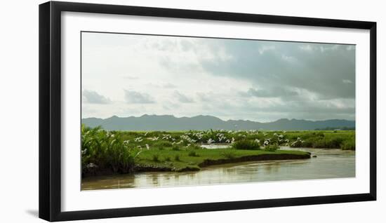 Birds taking flight along bank of Kaladan River, Rakhine State, Myanmar-null-Framed Photographic Print