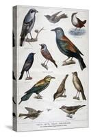 Birds That are Protected, and Helpful in Agriculture, 1897-F Meaulle-Stretched Canvas