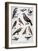 Birds That are Protected, and Helpful in Agriculture, 1897-F Meaulle-Framed Giclee Print