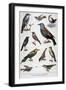 Birds That are Protected, and Helpful in Agriculture, 1897-F Meaulle-Framed Giclee Print