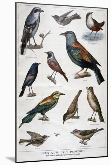 Birds That are Protected, and Helpful in Agriculture, 1897-F Meaulle-Mounted Giclee Print