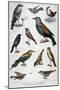Birds That are Protected, and Helpful in Agriculture, 1897-F Meaulle-Mounted Giclee Print