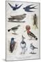 Birds That are Protected, and Helpful in Agriculture, 1897-F Meaulle-Mounted Giclee Print