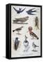 Birds That are Protected, and Helpful in Agriculture, 1897-F Meaulle-Framed Stretched Canvas