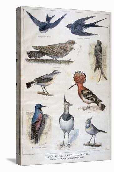 Birds That are Protected, and Helpful in Agriculture, 1897-F Meaulle-Stretched Canvas