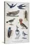 Birds That are Protected, and Helpful in Agriculture, 1897-F Meaulle-Stretched Canvas