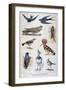 Birds That are Protected, and Helpful in Agriculture, 1897-F Meaulle-Framed Giclee Print