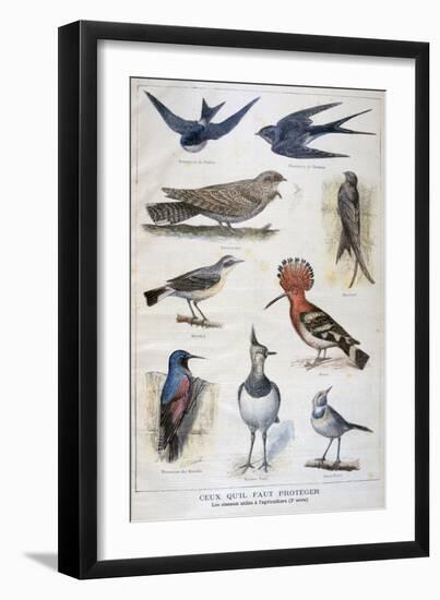 Birds That are Protected, and Helpful in Agriculture, 1897-F Meaulle-Framed Giclee Print